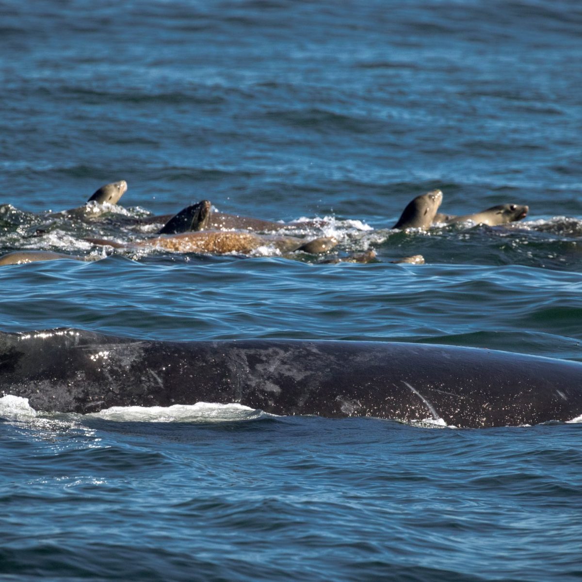 a flock of seagulls are swimming in a body of water