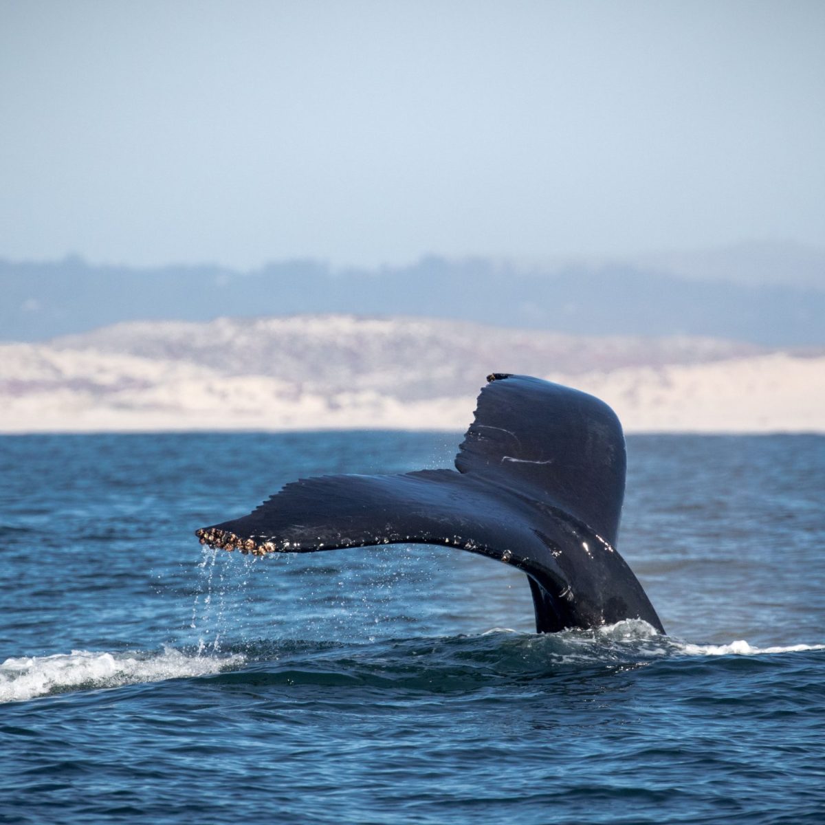 a whale jumping out of the water
