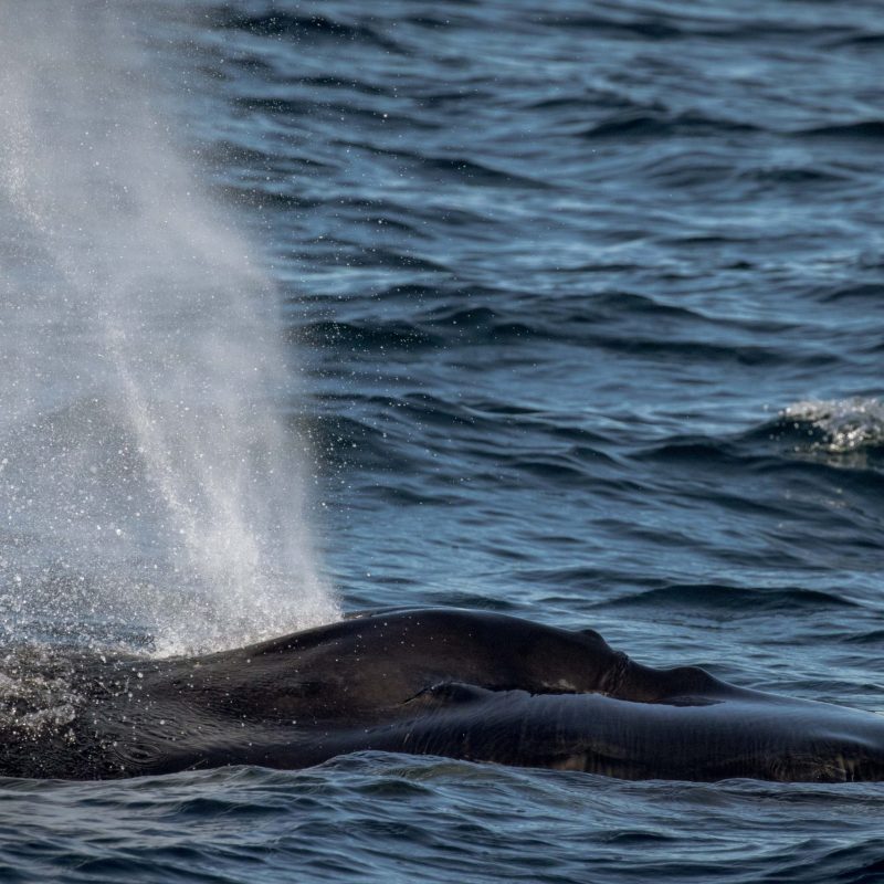 a large body of water