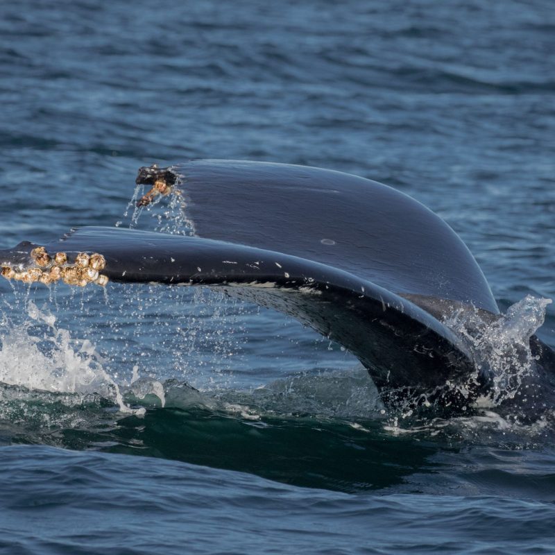 a person riding a wave on a surfboard in the water