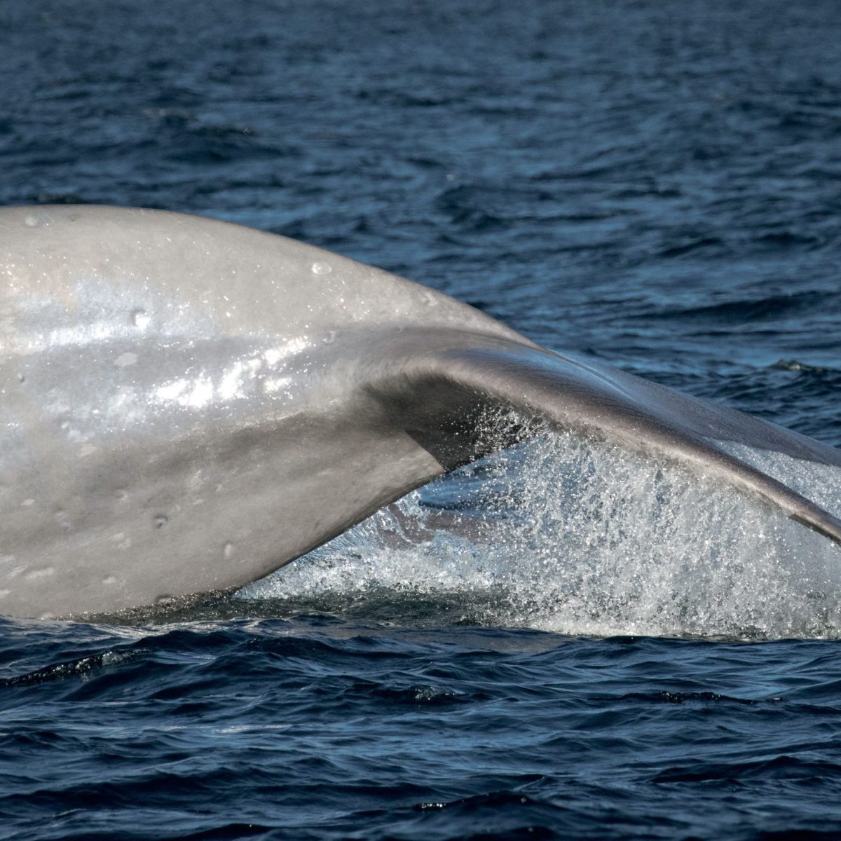 a whale jumping out of the water