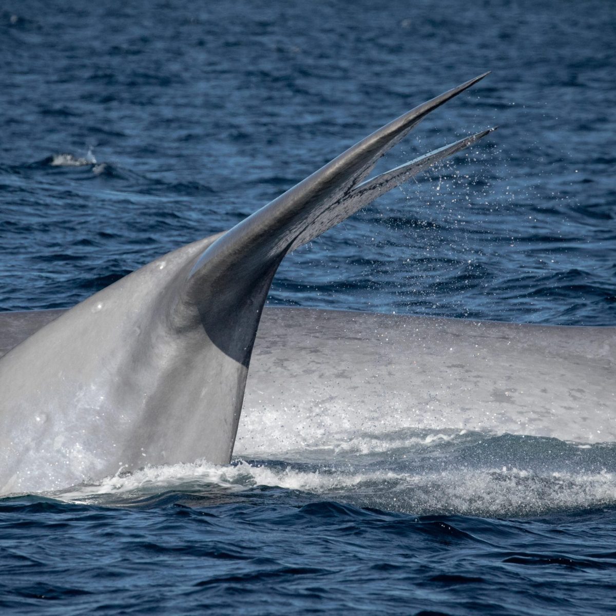 a whale jumping out of the water