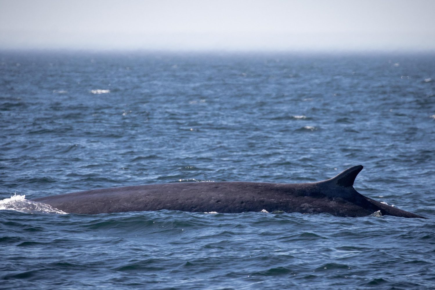 a whale jumping out of the water