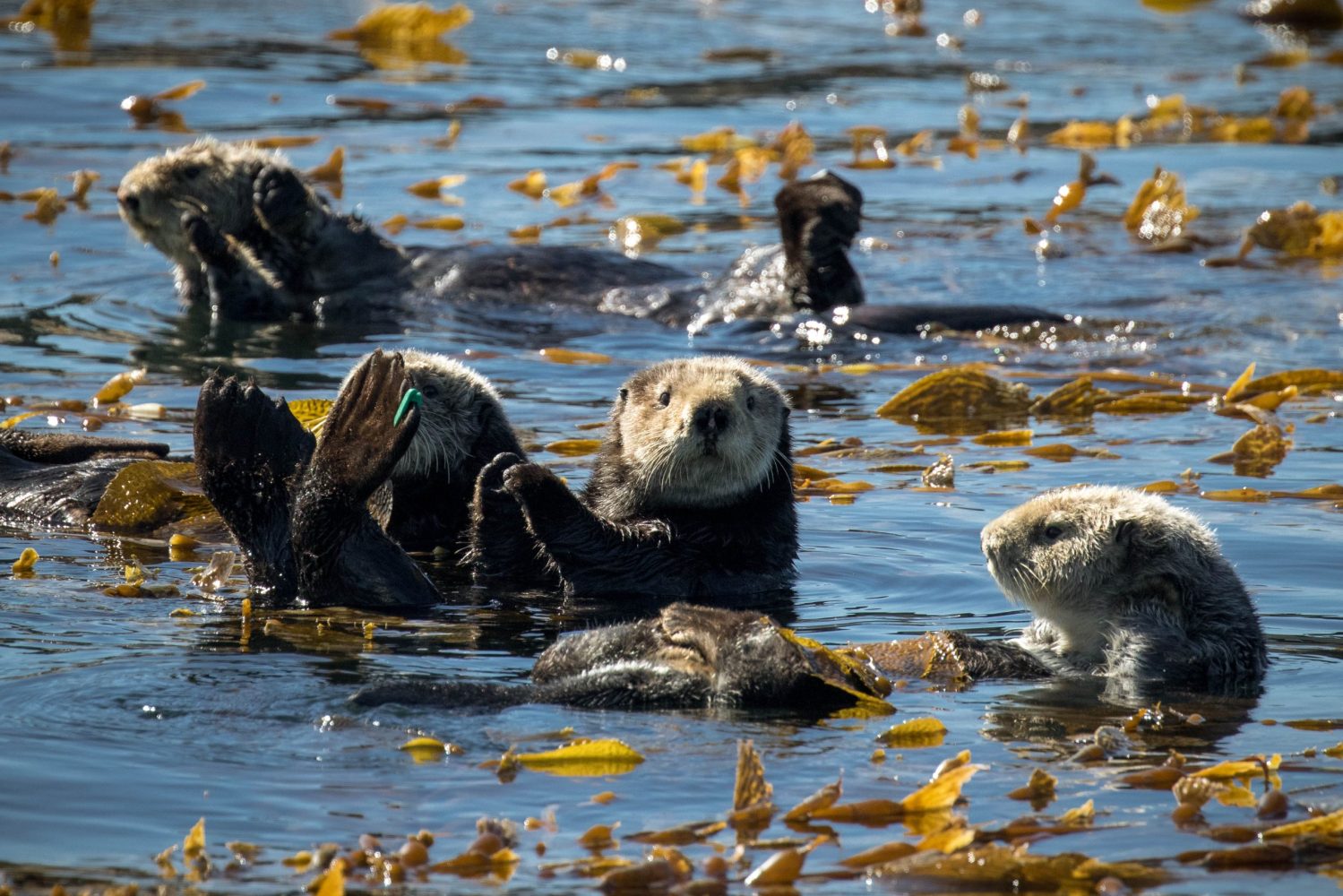 a flock of seagulls are swimming in a body of water