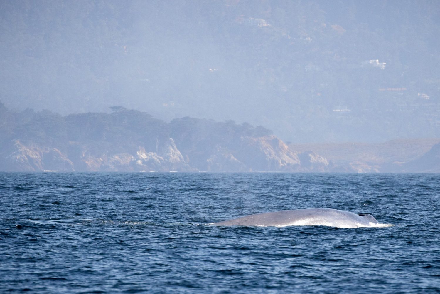 a whale jumping out of a body of water