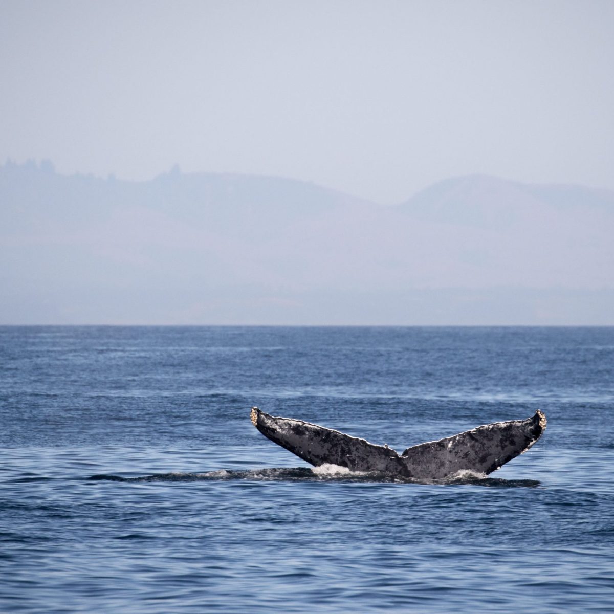 a body of water next to the ocean