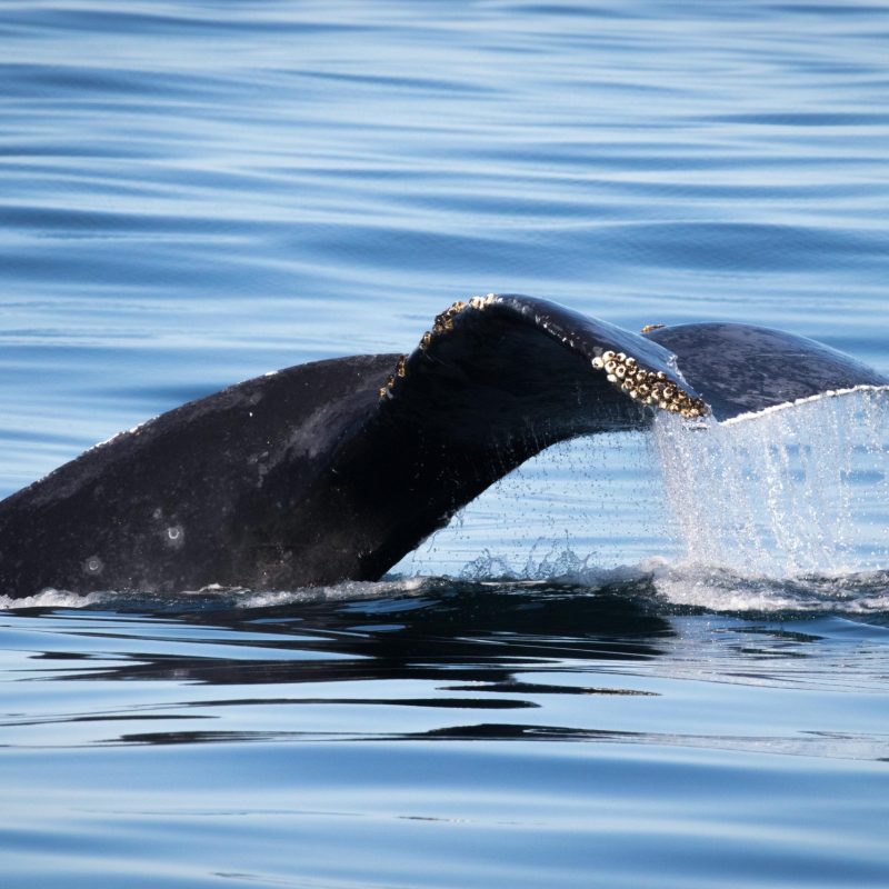a whale swimming under water