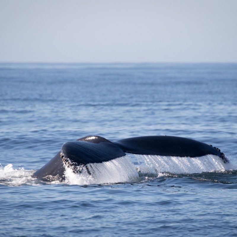 a whale jumping out of the water