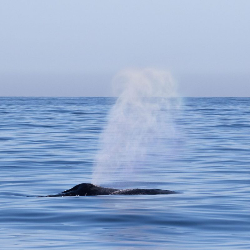 a whale swimming in a body of water