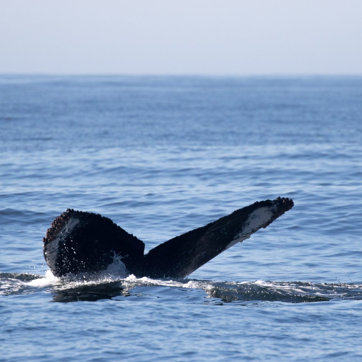 a whale jumping out of the water