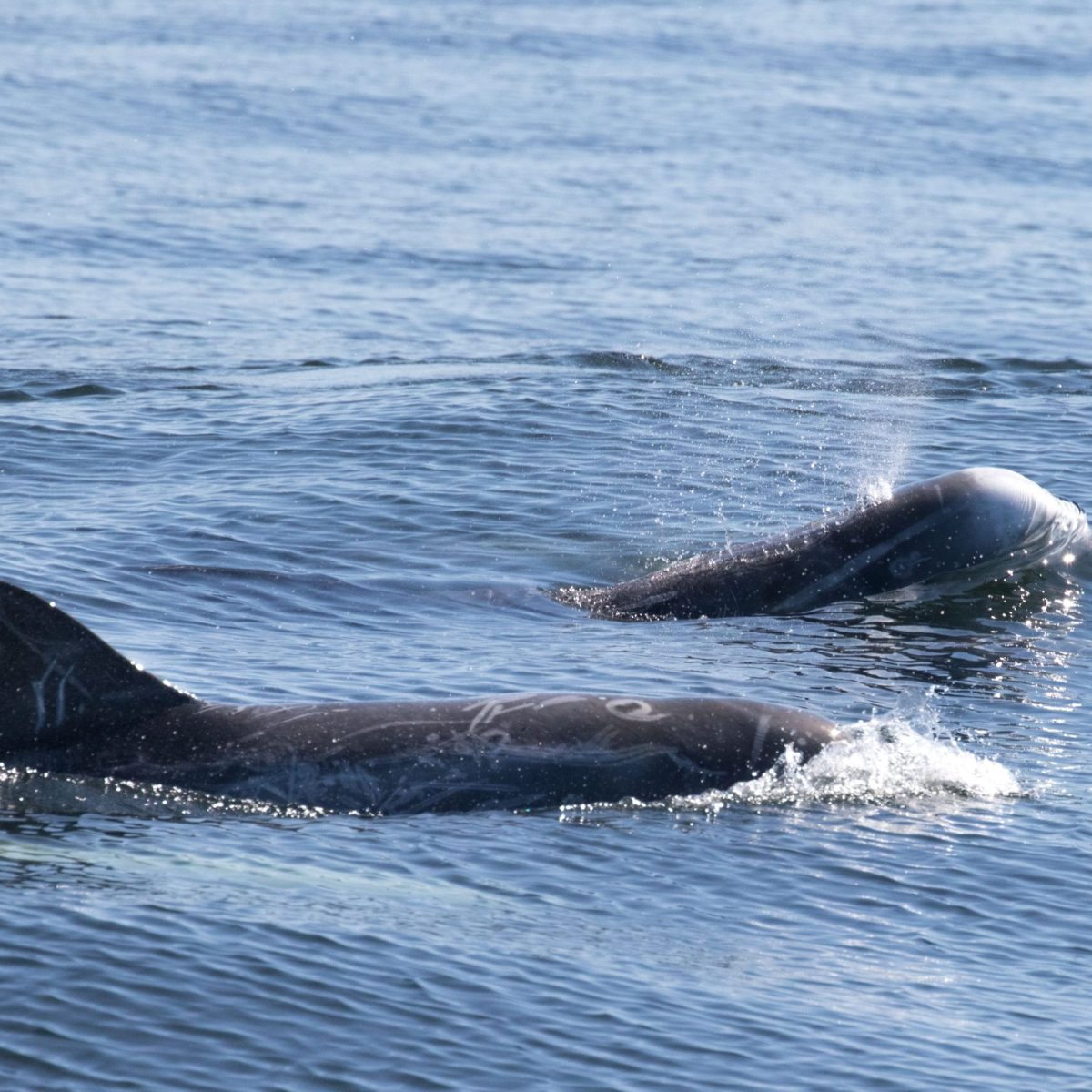 an animal swimming in the water