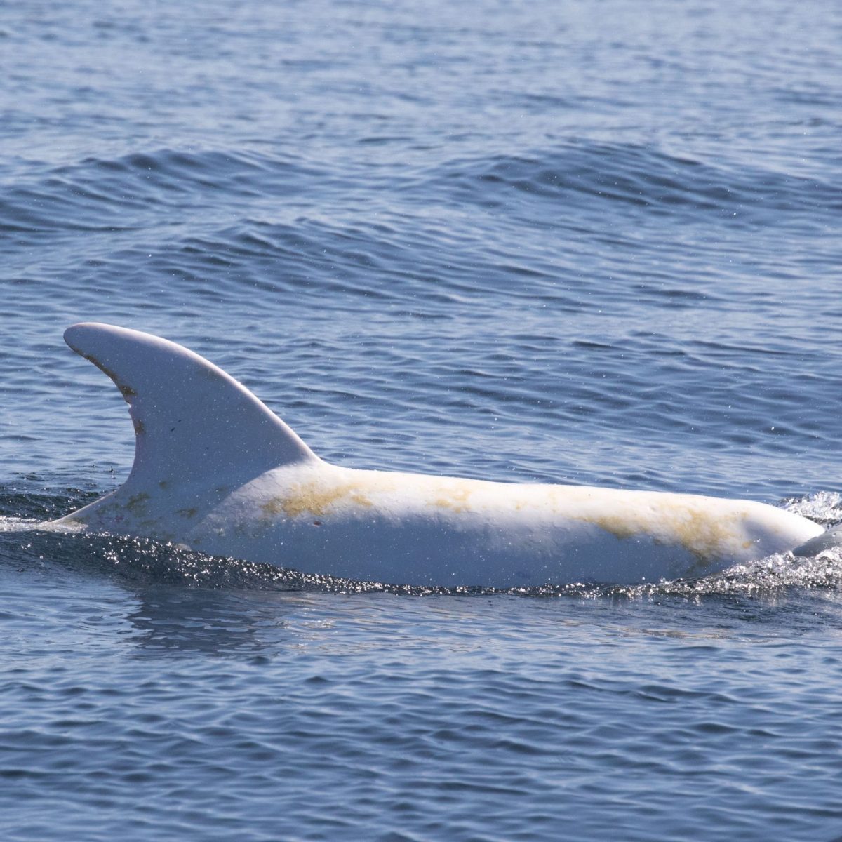 a dog swimming in a body of water