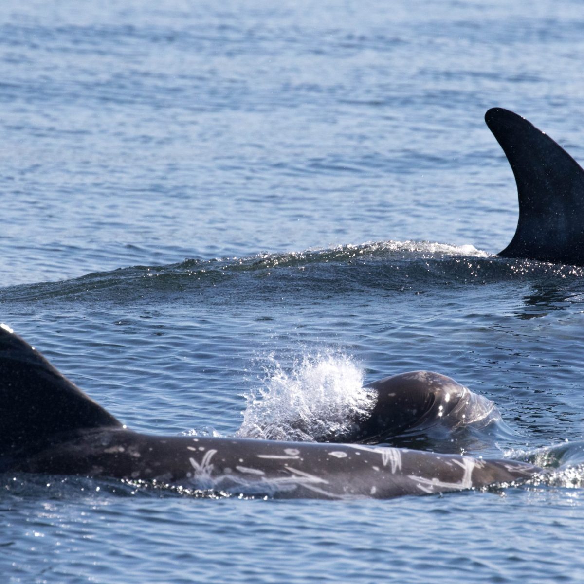 a bird swimming in water