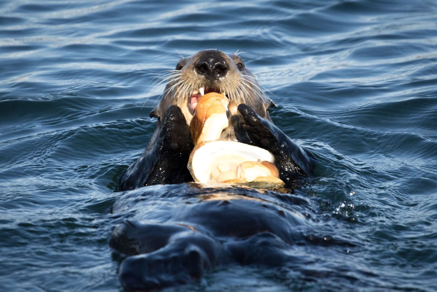 a bear is swimming in the water