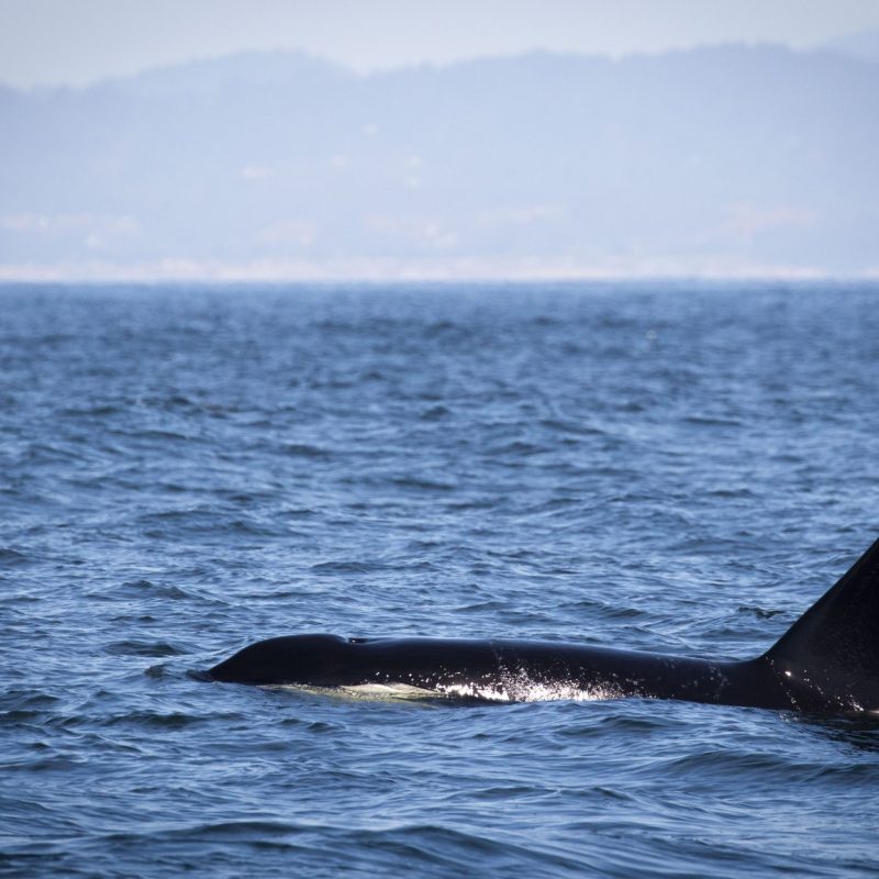 a whale jumping out of the water