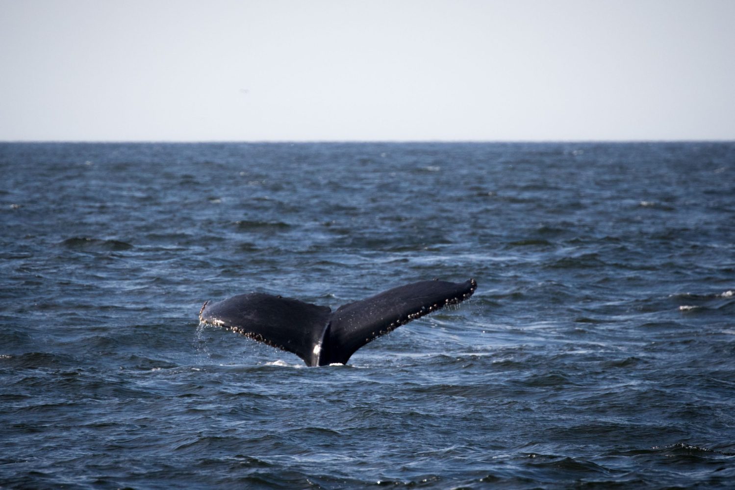 a whale jumping out of the water