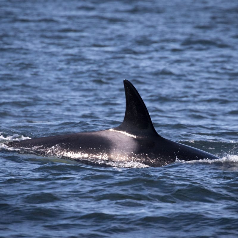 a small animal in a body of water