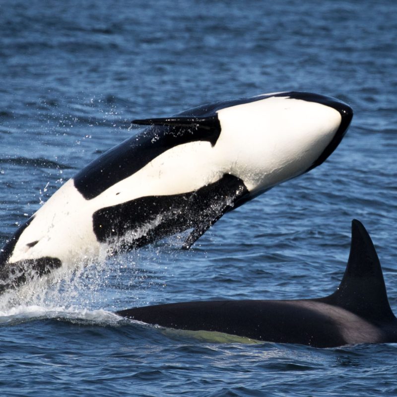 a dolphin jumping out of the water