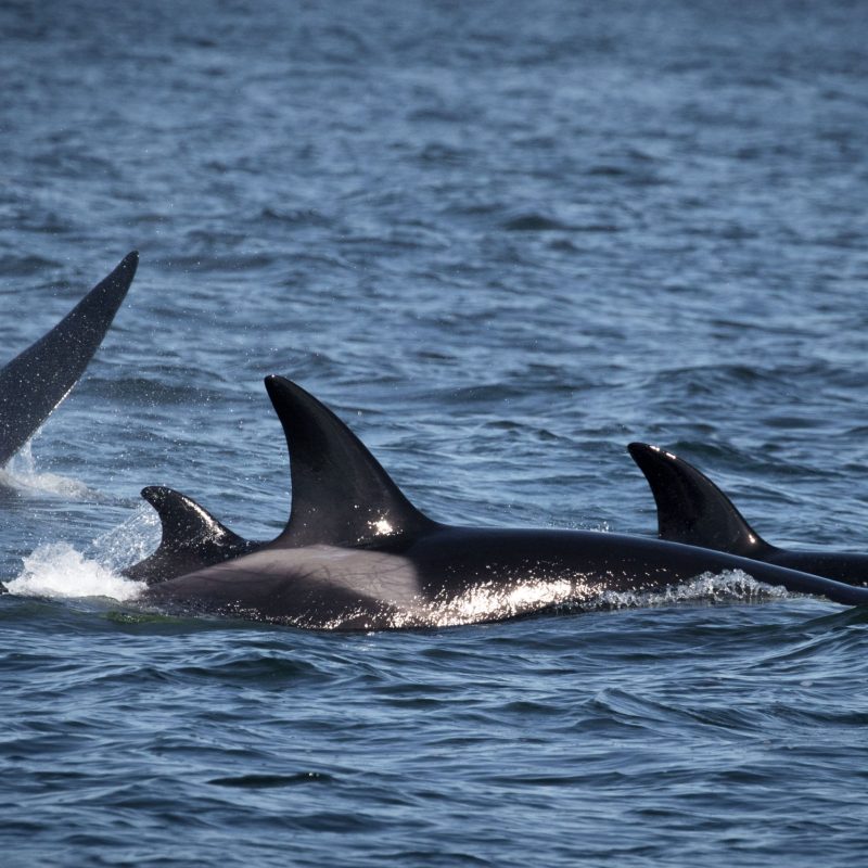 a dolphin swimming in a body of water