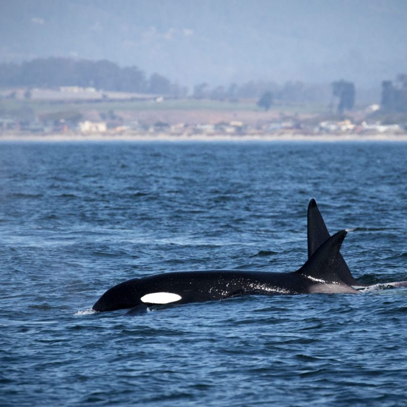 a whale jumping out of a body of water