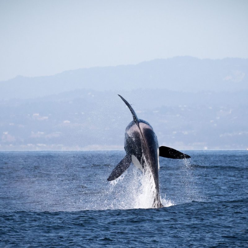 a whale jumping out of a body of water