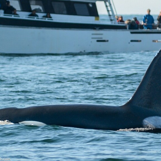 a large boat in a body of water