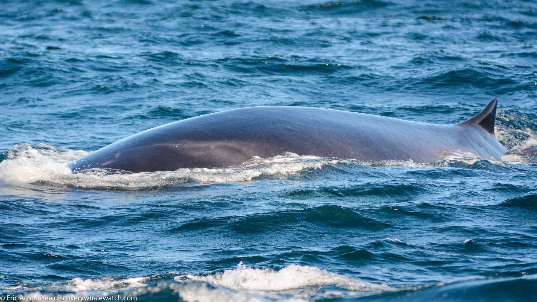 a whale jumping out of the water
