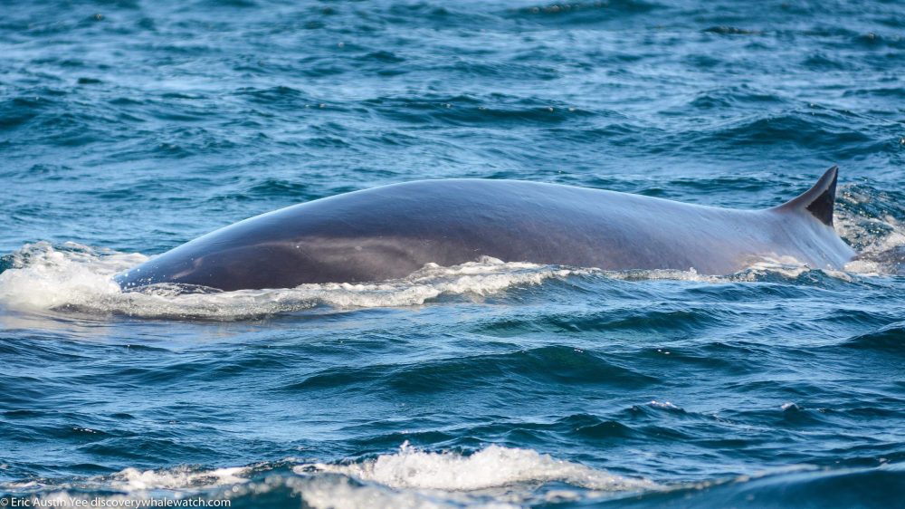 a whale jumping out of the water