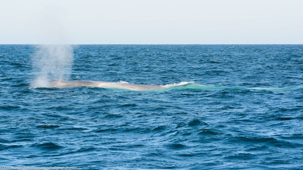 a whale jumping out of the water