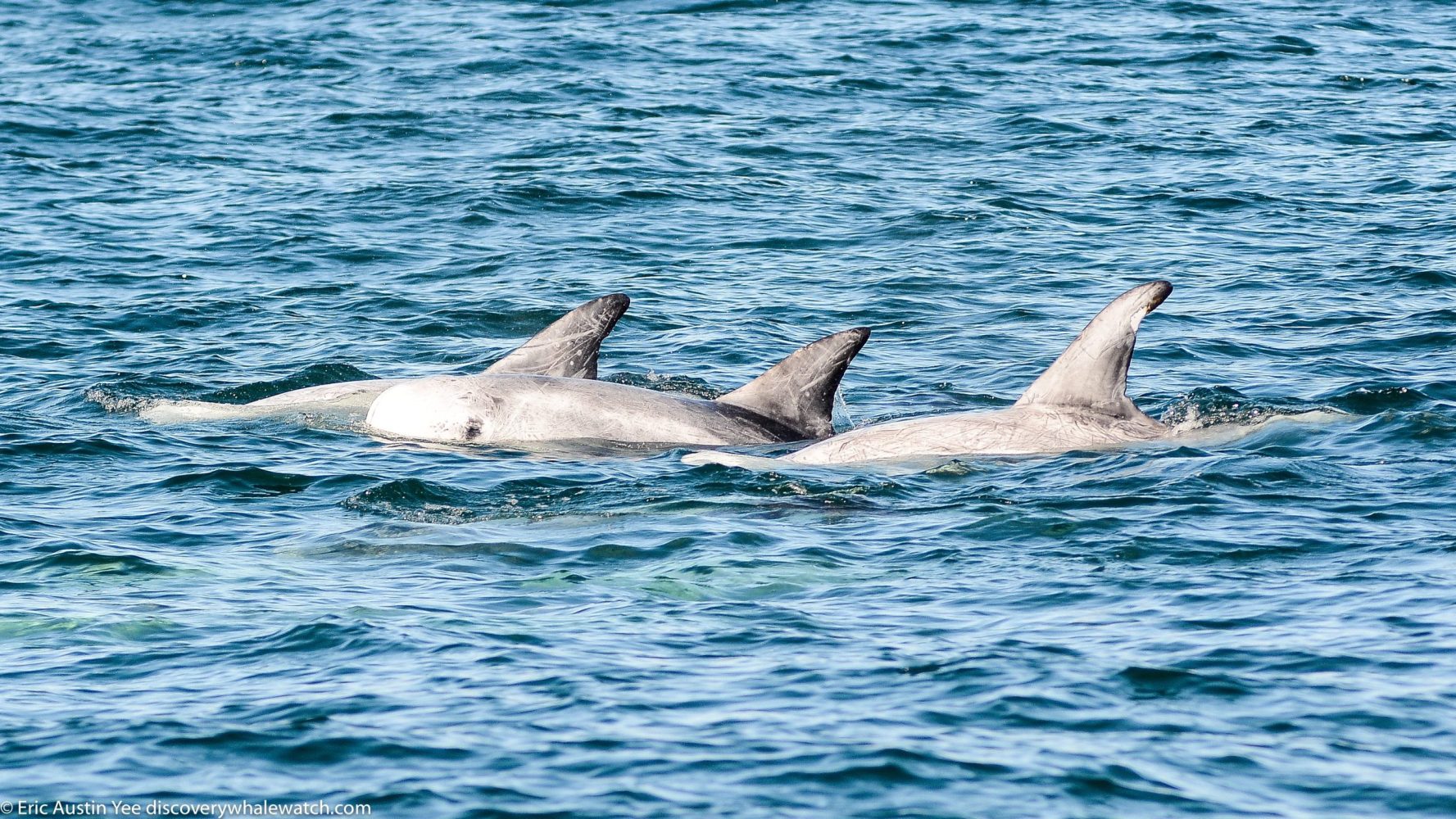 a dolphin jumping out of the water