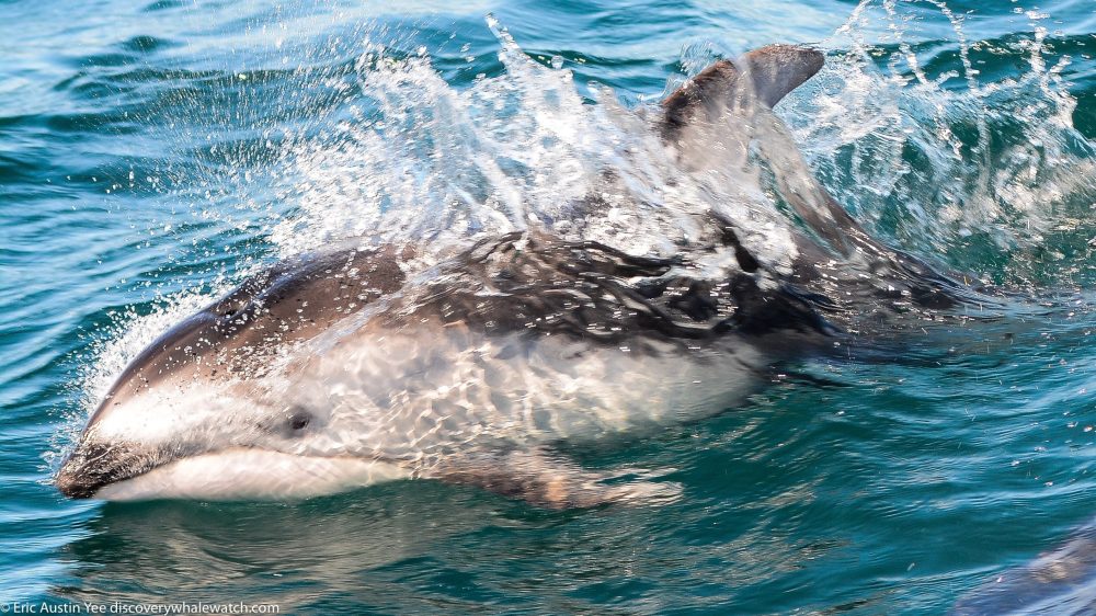 a dolphin jumping out of the water