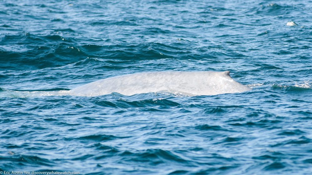 a man riding a wave on a surfboard in the ocean
