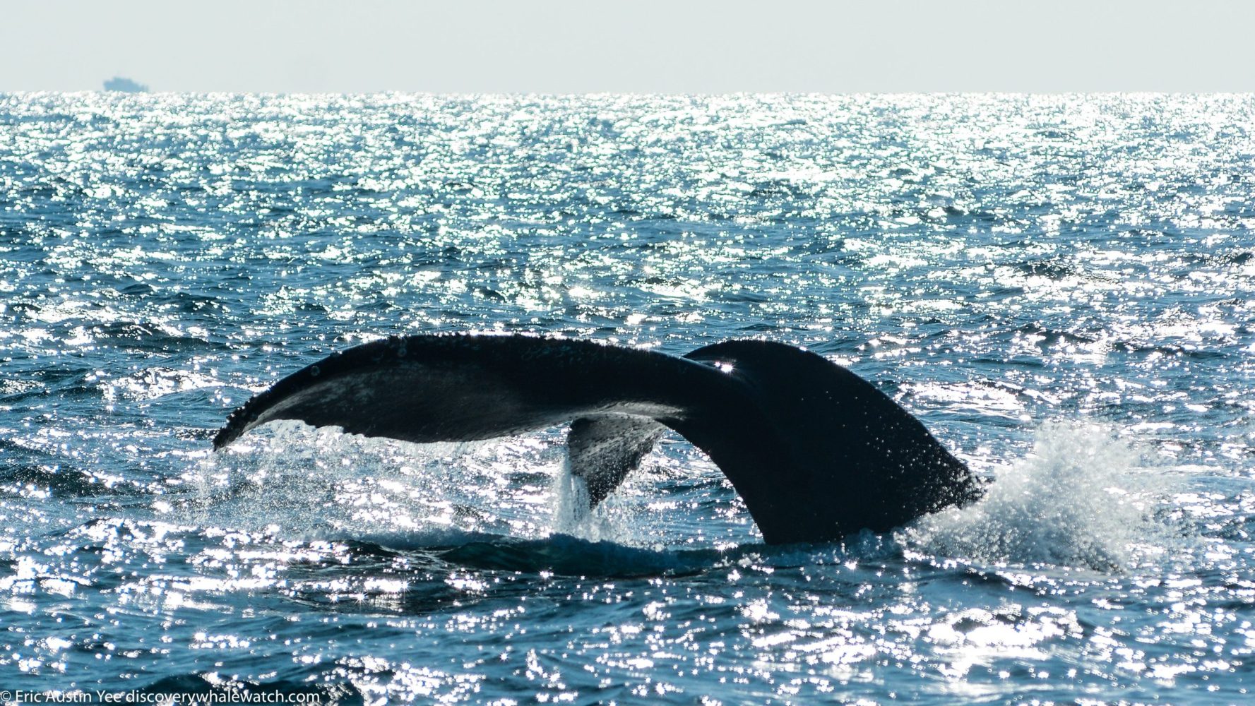 a whale jumping out of the water