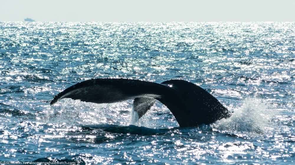 a whale jumping out of the water