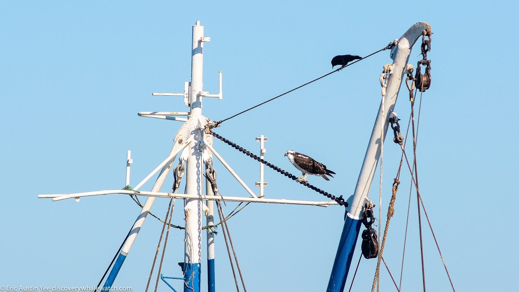 a flock of birds sitting on top of a pole