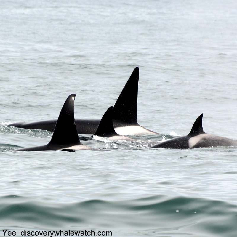 a dolphin jumping out of the water