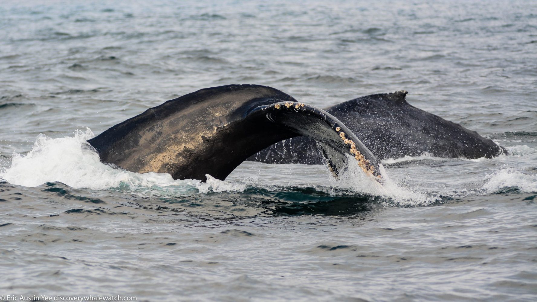 a whale jumping out of the water