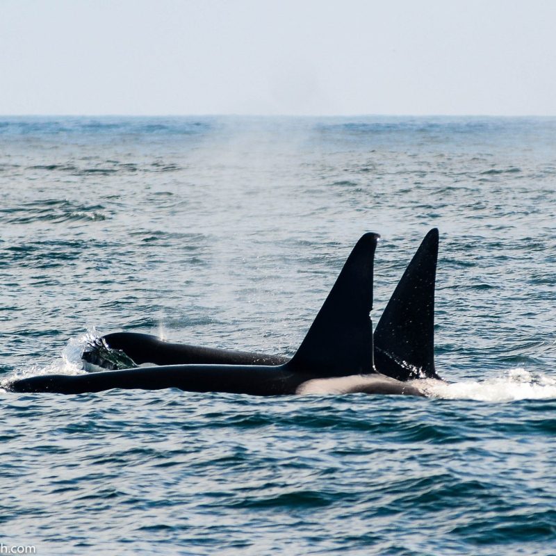 a whale jumping out of a body of water
