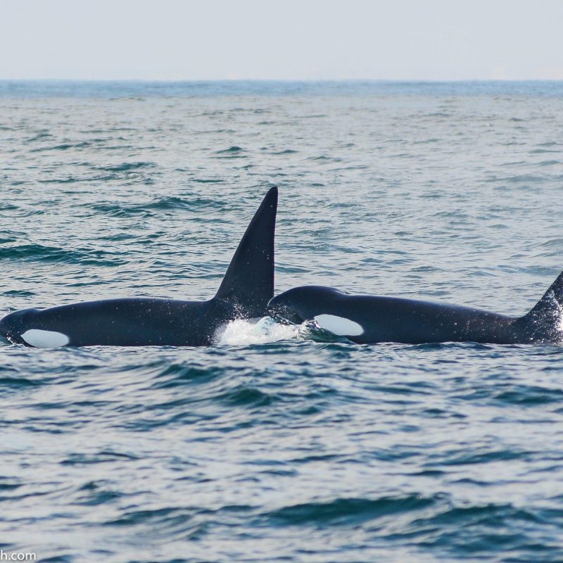 a whale jumping out of the water