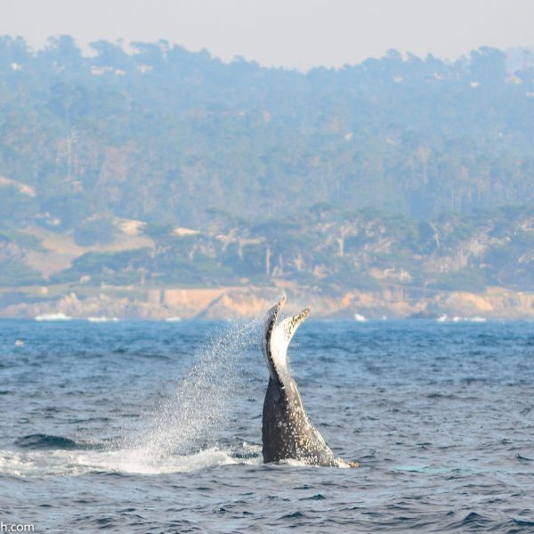 a body of water with a mountain in the background