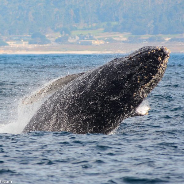 a whale jumping out of the water