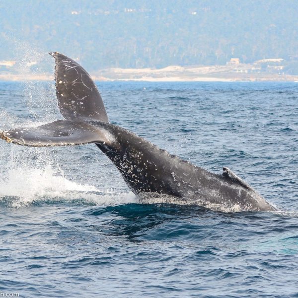 a whale jumping out of the water