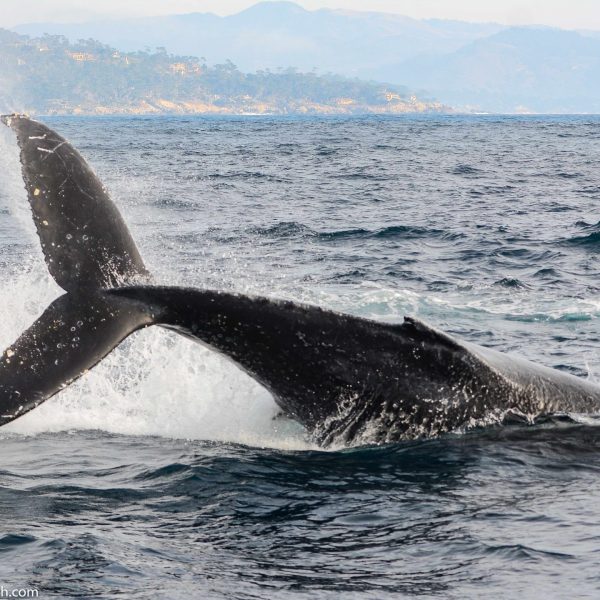 a man flying through the air while riding a wave in the ocean
