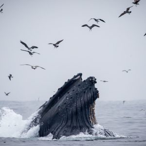 a flock of seagulls flying over a body of water