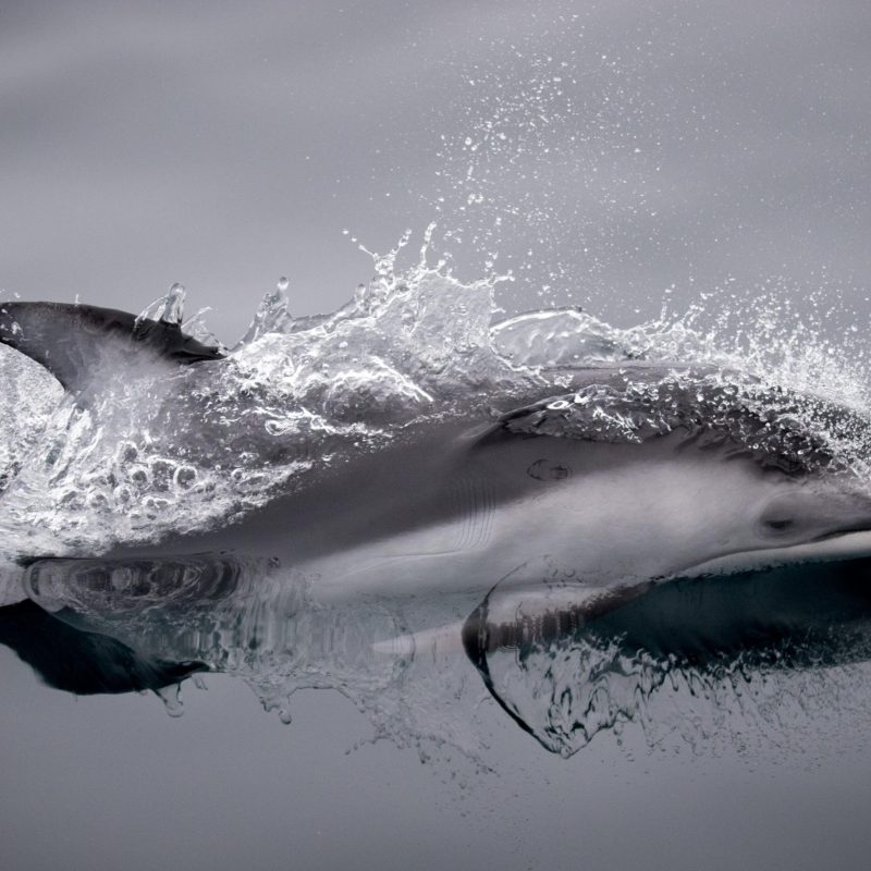a fish swimming under water