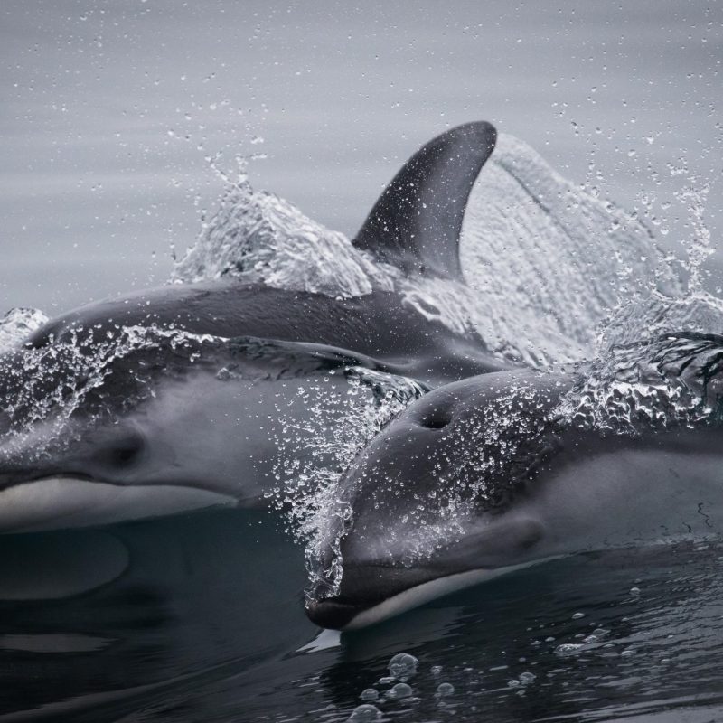 a dolphin jumping out of the water