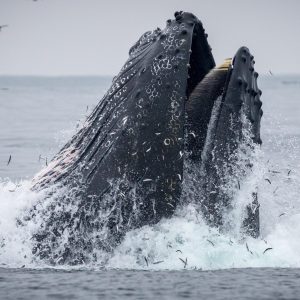 a person flying through the air over a body of water