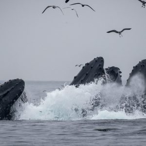 a flock of seagulls flying over a body of water