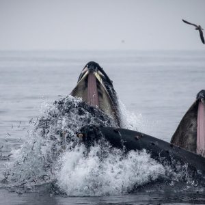 a bird flying over a body of water