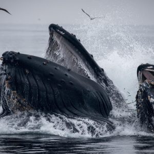 a bird flying over a body of water